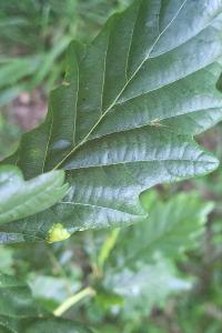 <i>Macrodiplosis pustularis</i>