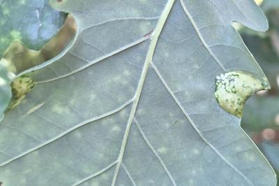 <i>Macrodiplosis pustularis</i>