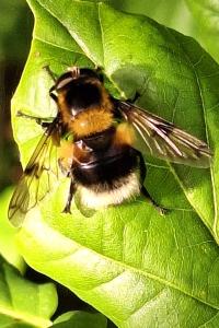 <i>Volucella bombylans</i>