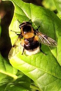<i>Volucella bombylans</i>