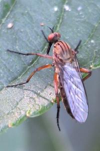 <i>Empis livida</i>