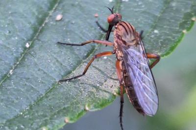 <i>Empis livida</i>