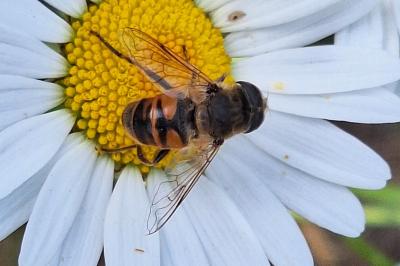 <i>Eristalis tenax</i>