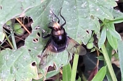 <i>Volucella bombylans</i>