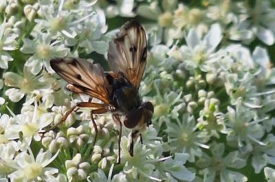 <i>Ectophasia crassipennis</i>
