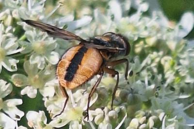 <i>Ectophasia crassipennis</i>