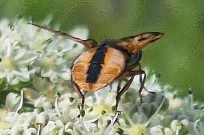 <i>Ectophasia crassipennis</i>