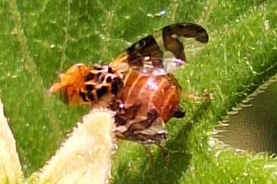 <i>Goniglossum wiedemanni</i>
