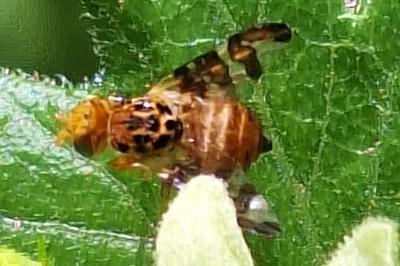 <i>Goniglossum wiedemanni</i>