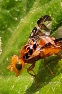 <i>Goniglossum wiedemanni</i>