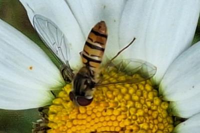 <i>Episyrphus balteatus</i>