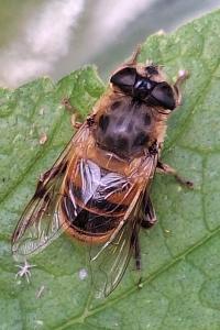 <i>Eristalis tenax</i>
