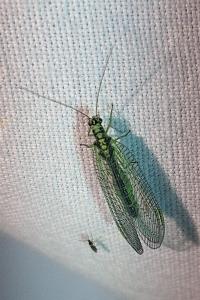<i>Chrysopa perla</i>