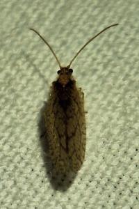 <i>Micromus angulatus</i>