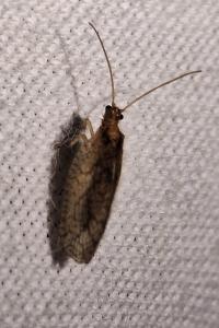 <i>Micromus angulatus</i>