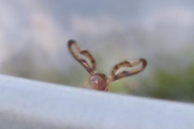 <i>Toxoneura muliebris</i>