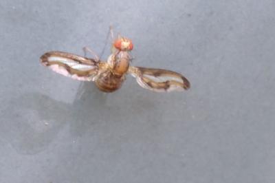 <i>Toxoneura muliebris</i>