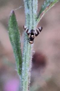 <i>Urophora quadrifasciata</i>