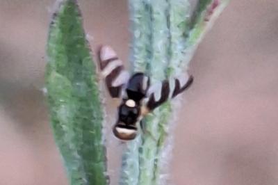 <i>Urophora quadrifasciata</i>