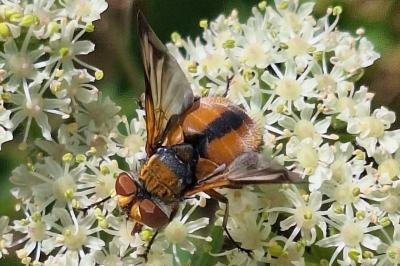 <i>Ectophasia crassipennis</i>
