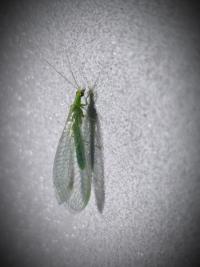 <i>Chrysoperla carnea</i>