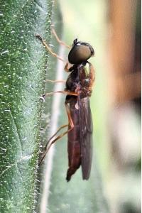 <i>Sargus bipunctatus</i>