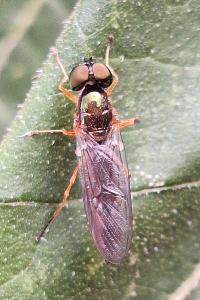 <i>Sargus bipunctatus</i>