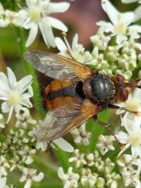 <i>Tachina fera</i>