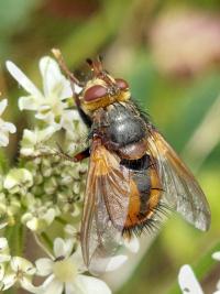 <i>Tachina fera</i>