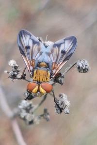 <i>Ectophasia crassipennis</i>