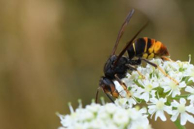 Vespa velutina