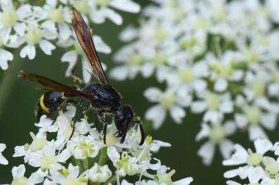 <i>Discoelius zonalis</i>