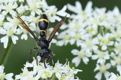 <i>Discoelius zonalis</i>