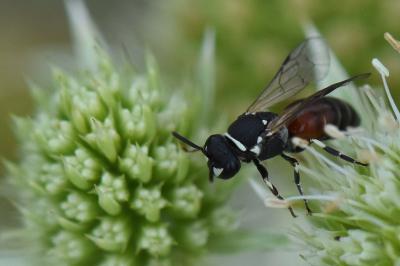 Hylaeus variegatus