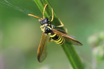 Mouche-à-scie de la scrofulaire