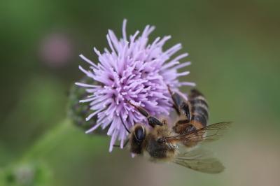 Abeille domestique