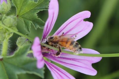Abeille domestique