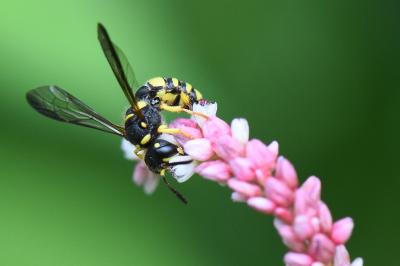 <i>Cerceris quadricincta</i>