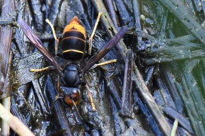 Frelon à pattes jaunes