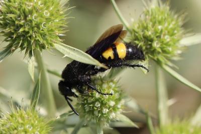 Scolie hirsute