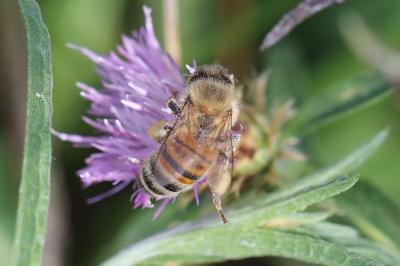 Abeille domestique