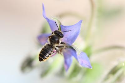 Mégachile du rosier