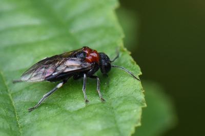 Mouche-à-scie noire à corselet rouge