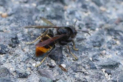 Frelon à pattes jaunes
