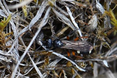 <i>Cryptocheilus versicolor</i>
