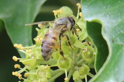 Abeille domestique