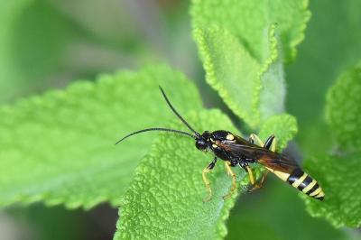 Spilichneumon occisorius