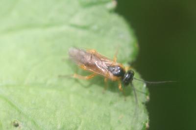 <i>Euura</i>
