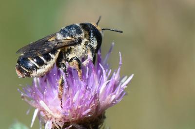 <i>Lithurgus cornutus</i>