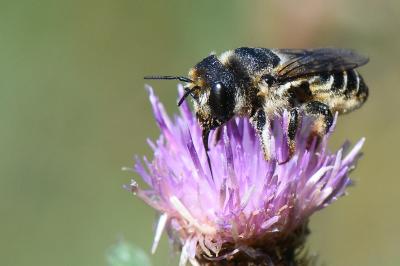 <i>Lithurgus cornutus</i>
